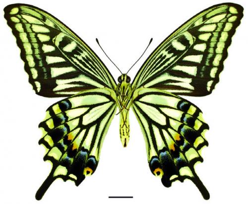 Papilio xuthus Linnaeus, 1767 柑橘鳳蝶