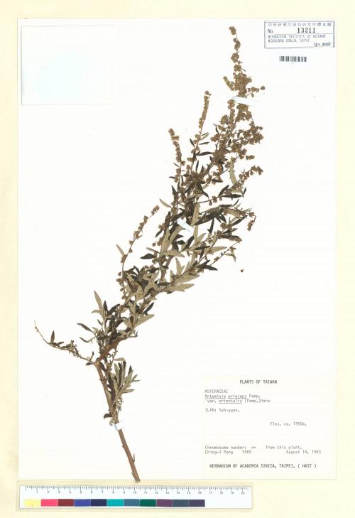 Artemisia princeps Pamp. var. orientalis (Pamp.) Hara_標本_BRCM 6412