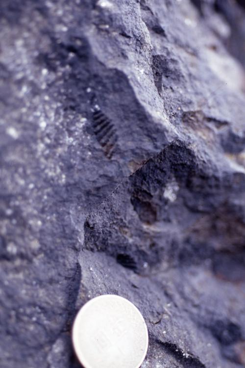 矽化砂岩中的貝類化石