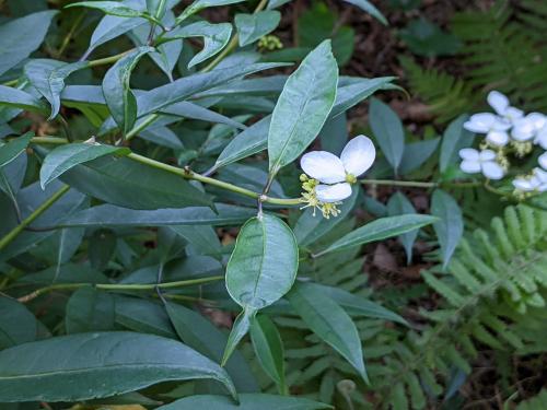 華八仙(華南分布)