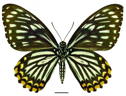Papilio clytia Linnaeus, 1758 (f. dissimilis) (f. dissimilis) 大斑鳳蝶(多紋型)