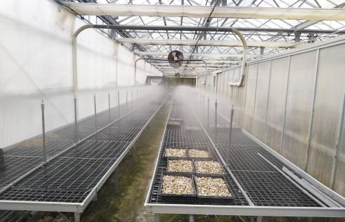 霧狀的灌溉設備提高雨來菇給水量的均勻度