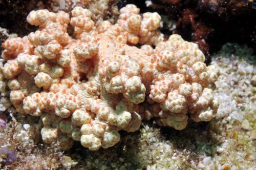 美麗骨穗軟珊瑚;美麗骨穗軟珊瑚