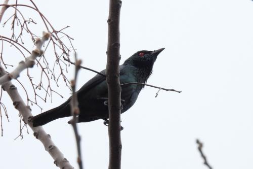 亞洲輝椋鳥