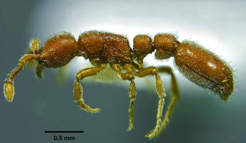 畢氏粗角蟻