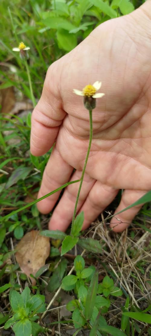 長柄菊