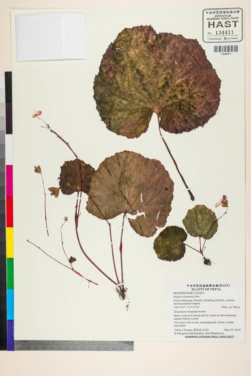 Begonia tribenensis標本_BRCM 2702