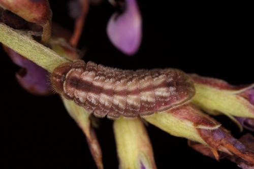 20090930_345783_Leptotes plinius_l.jpg