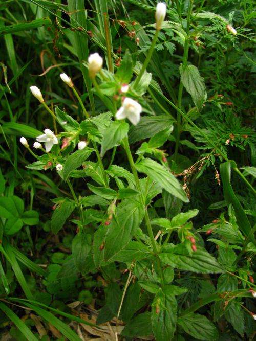 黑龍江柳葉菜