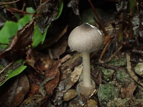 Volvariella caesiotincta (藍灰小包腳菇)