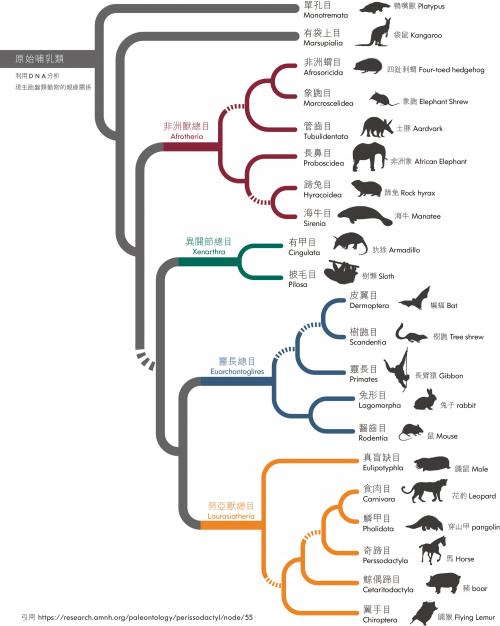 哺乳類系譜圖
