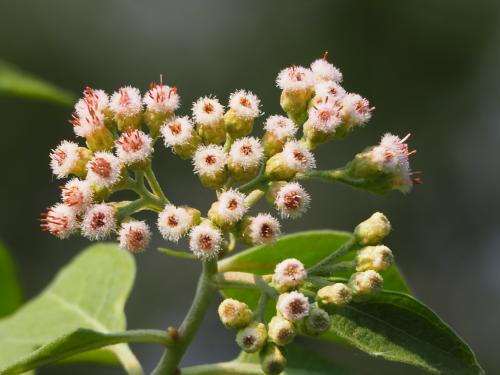 美洲闊苞菊