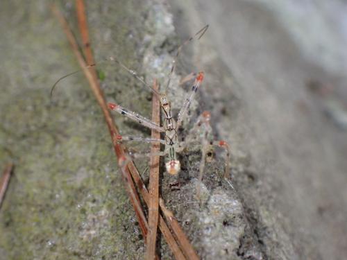 多變嗯獵椿象