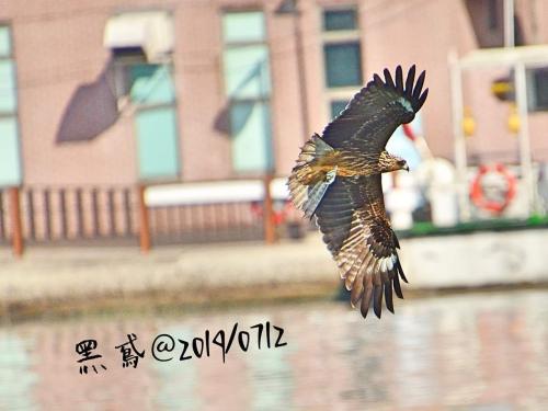 黑鳶