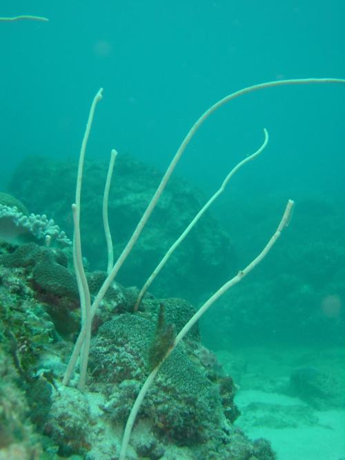 白鞭珊瑚