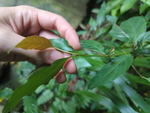 茜草樹