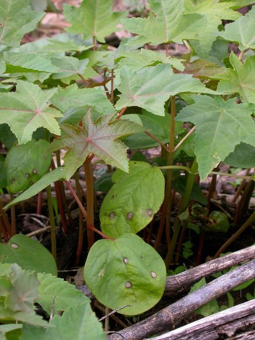 Cercospora cf rizinella