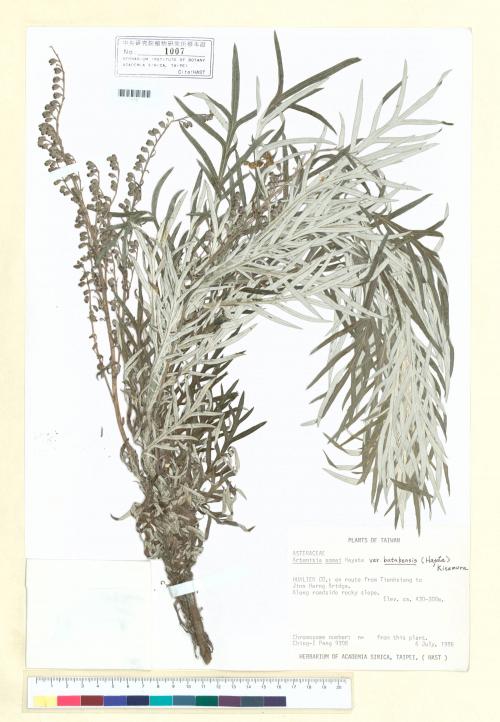Artemisia somai Hayata var. batakensis (Hayata) Kitam._標本_BRCM 6823
