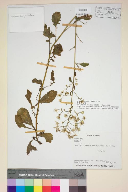 Blumea laciniata (Roxb.) DC._標本_BRCM 3732