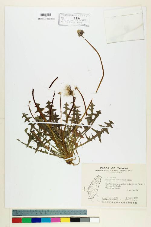 Taraxacum officinale F.H. Wigg._標本_BRCM 5644