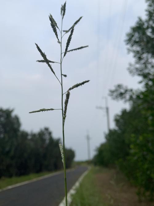 高野黍