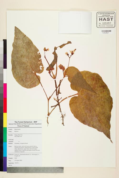 Begonia elisabethae標本_BRCM 2443
