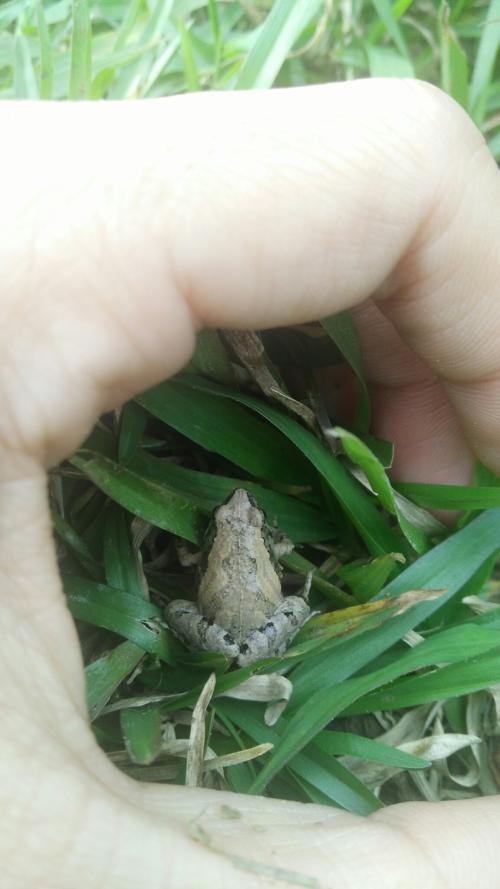 小雨蛙