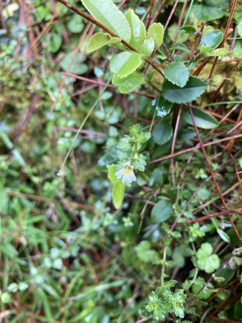 玉山小米草