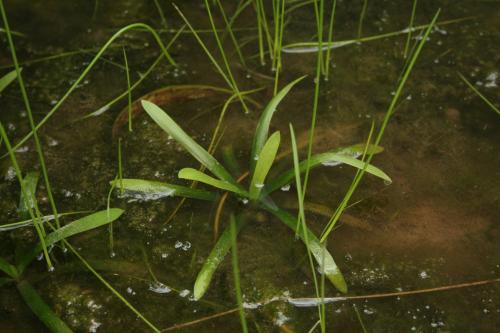 瓜皮草-Alismataceae澤瀉科-慈姑屬-Sagittaria pygmaea-IMG_9657