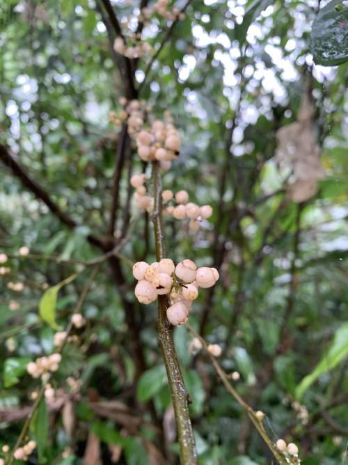 臺灣山桂花