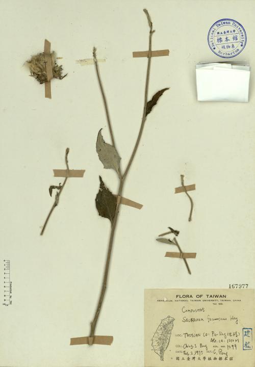 Saussurea formosana Hay._標本_BRCM 3966
