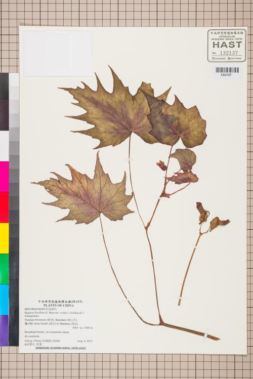 Begonia flaviflora標本_BRCM 2631