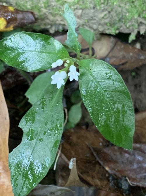 白花蛇根草