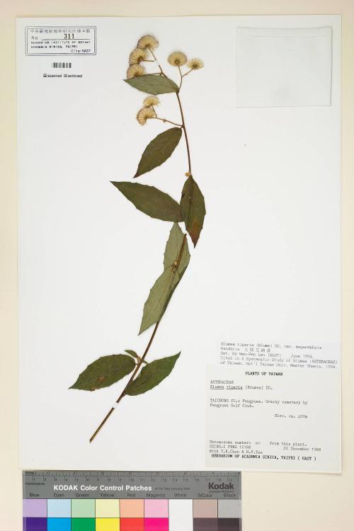 Blumea riparia (Blume) DC. var. megacephala Randeria_標本_BRCM 4896