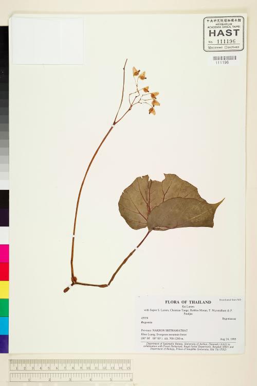 Begonia incondita標本_BRCM 1985