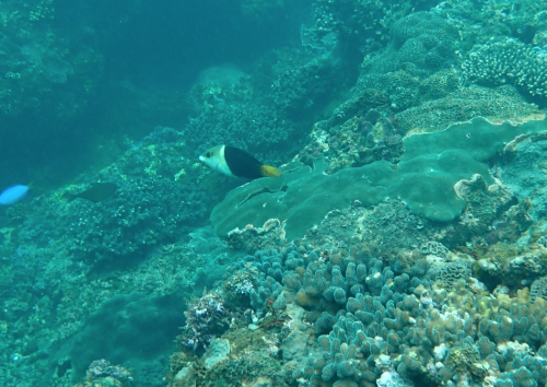 黑鰭半裸魚（黑鰭厚唇魚、黑鰭鸚鯛）