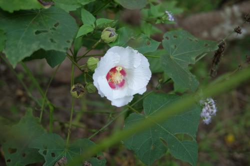 山芙蓉