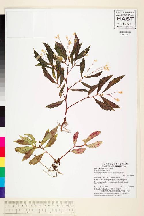 Begonia brevipes標本_BRCM 2226