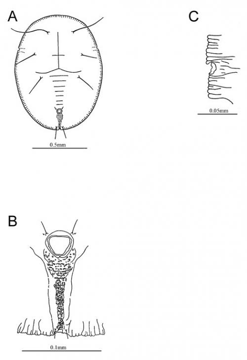 Massilieurodes formosensis  (Takahashi, 1933)