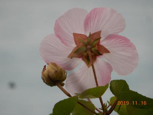 牧野氏山芙蓉