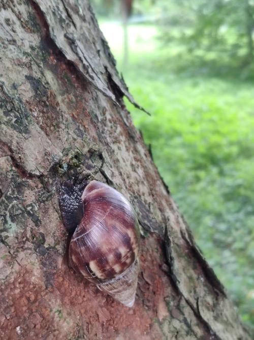 褐雲滑胚瑪瑙螺