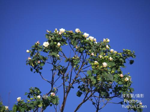 山芙蓉