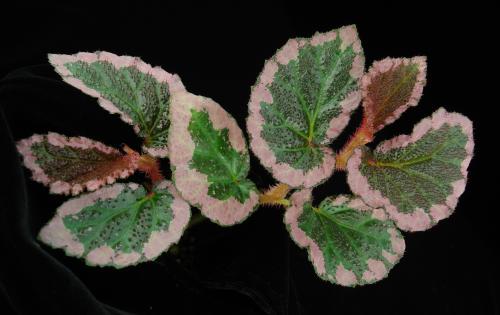 Begonia symsanguinea L.L.Forrest & Hollingsw.