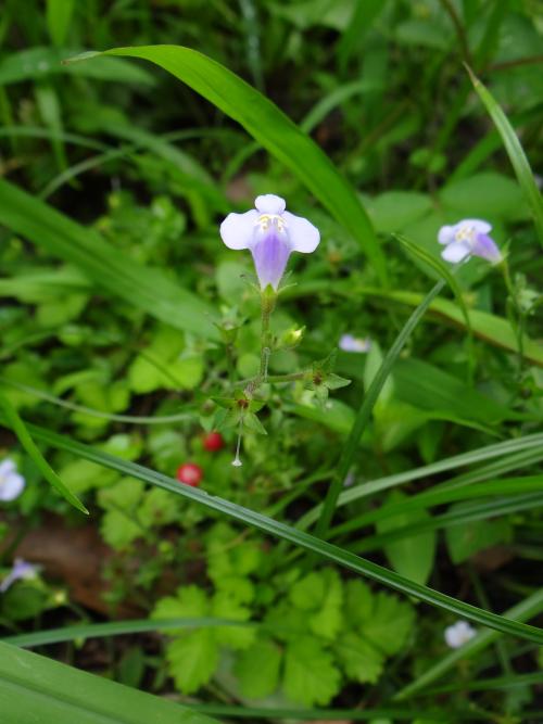 通泉草