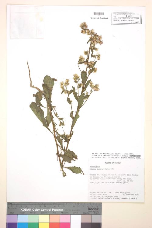 Blumea lacera (Burm. f.) DC._標本_BRCM 4848