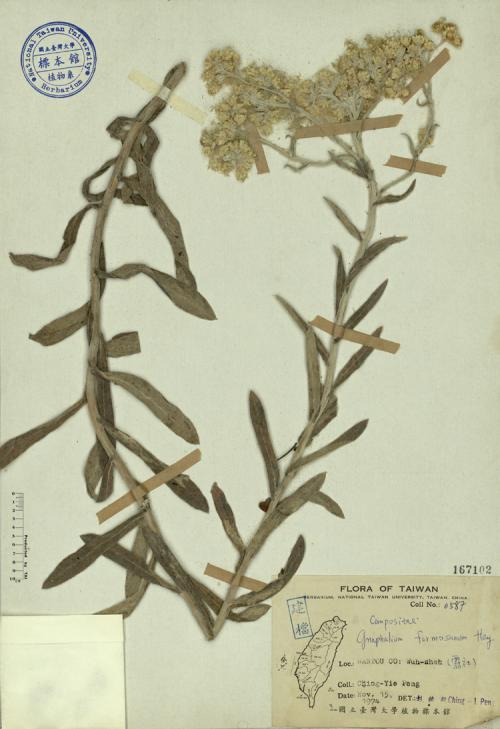 Gnaphalium formosanum Hay._標本_BRCM 3856