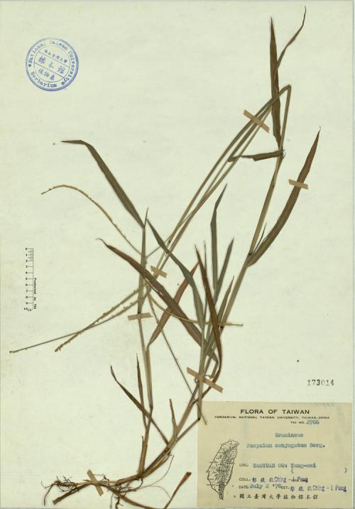 Paspalum conjugatum Berg._標本_BRCM 4445