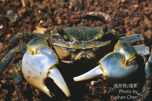 臺灣厚蟹 