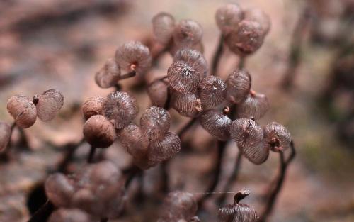 Dictydium cancellatum var. fuscum(燈籠黏菌褐色變種)
