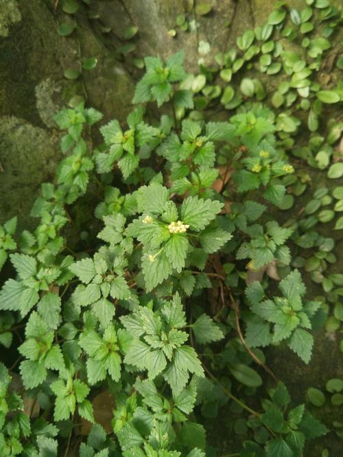 花點草